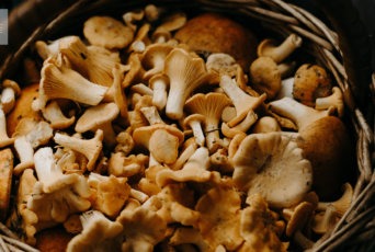 Mushrooms are considered good foods for immunity.