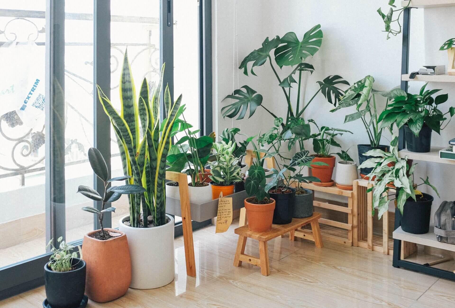 plants are a powerful way to improve indoor air quality